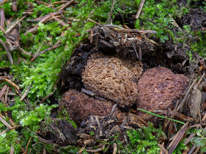 Gautieria villosa var. inflata Gautieria villosa var. inflata